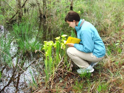 Krisha Faw monitoring pitcher plants