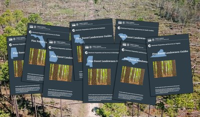 hurricane guides_pine forest landowners