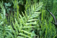 Ferns - Photo by USDA Forest Service