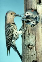 Flicker - Photo by USDA Forest Service