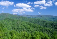 Hardwoods - Photo by USDA Forest Service