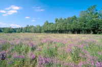 Ouachita National Forest - Photo by USDA Forest Service