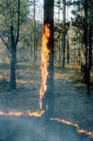 Prescribed fire - Photo by USDA Forest Service 