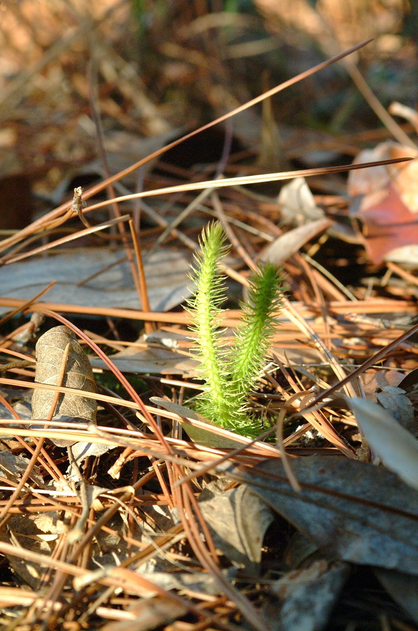 Club moss - Photo by USDA Forest Service