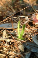 Club moss - Photo by USDA Forest Service