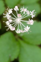 Dwarf ginseng - Photo by USDA Forest Service