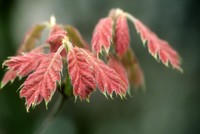 Red oak leaves - Photo by USDA Forest Service