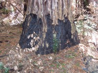 Fire scarred redwood - Photo by Steve Norman, USDA Forest Service, www.redwood.forestthreats.org