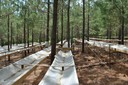 An exclusion structure in the loblolly pine research plot