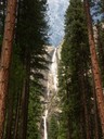 Ponderosa pines in front of a waterfall
