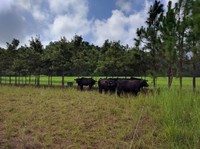 Beef cattle seeking shade