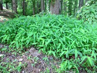 Invasive Japanese stiltgrass spreading along a forest trail