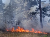 A prescribed fire burns in a southern forest.