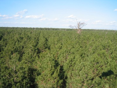 Aerial view of a loblolly pine plantation 