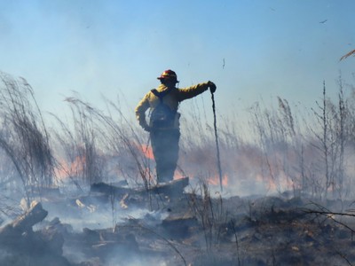 A prescribed fire burning in a southern forest