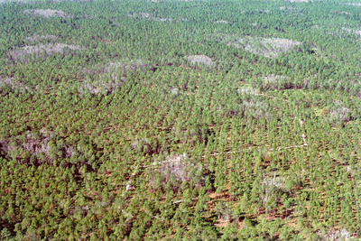 An aerial view of cypress swamps embedded in pine flatwoods 