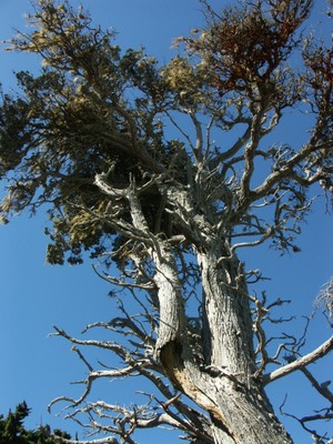 Monterey cypress 