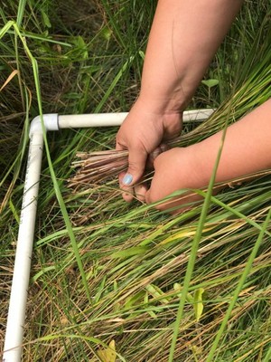A Wabanaki gatherer harvests sweetgrass from an experimental plot 