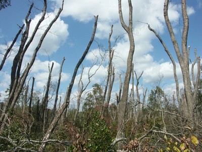 Laurel Wilt killing Redbay trees