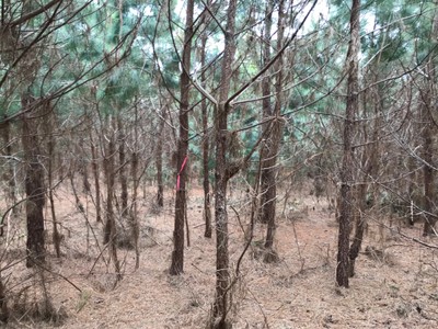 Young Loblolly Pine stand