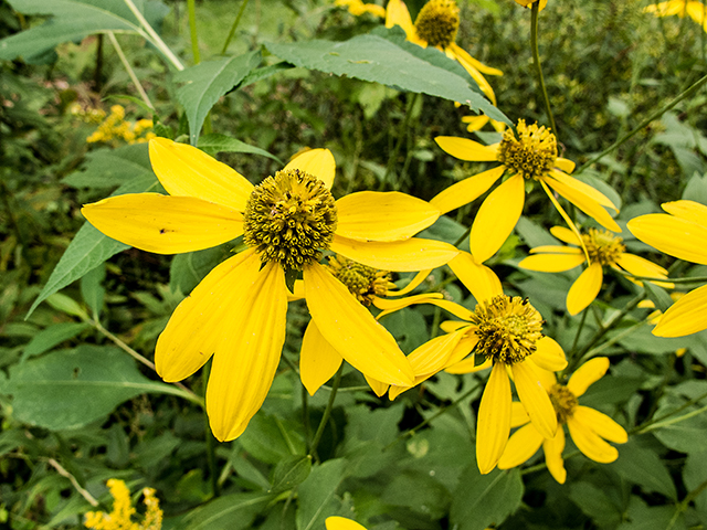 Green-headed coneflower (Rudbeckia laciniata), also known as sochan