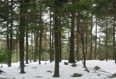 Control plot on Mt. Ascutney (4% mortality from 1988-2006)