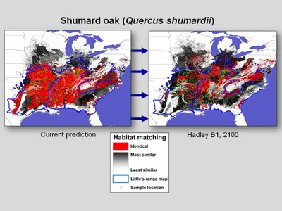 Multivariate Spatio-Temporal Clustering results for Shumard oak (Quercus shumardii), depicting currently suitable habitat and habitat predicted to be suitable in 2100 under the Hadley B1 scenario.