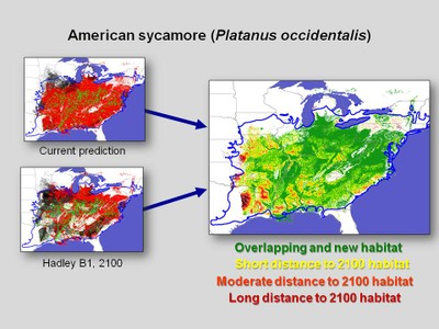 Minimum Required Movement results for American sycamore (Platanus occidentalis), depicting the distance between between currently suitable habitat and habitat predicted to be suitable in 2100 under the Hadley B1 scenario.