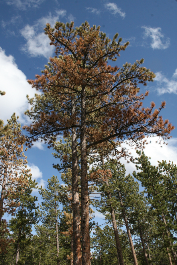 ponderosa_pine_Red_Feather_Lakes_Colo.png