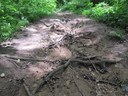 Damaged trails