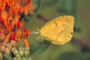 Butterfly Weed