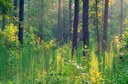 Pine-Hardwood Forest